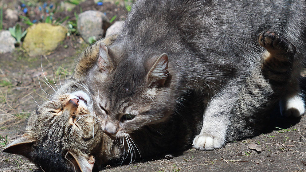 Tanda Tanda Kucing Birahi - Cara Mengenali Dan Mengatasinya